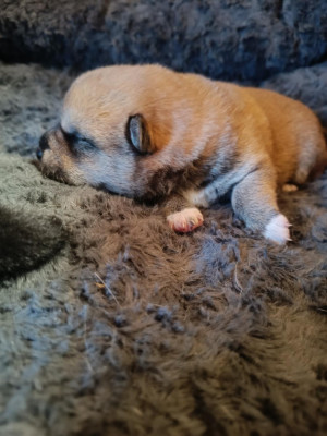 Boo